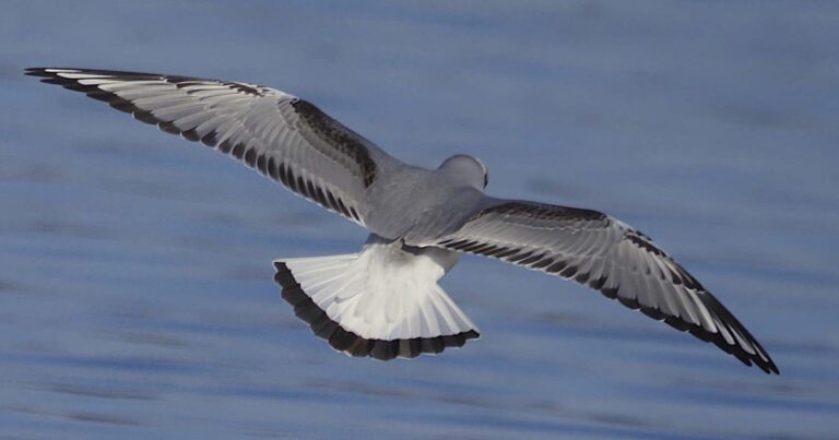 Bonaparte’s Gull