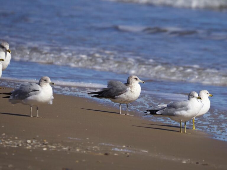 Gulls Class Field Trip Galveston 2025