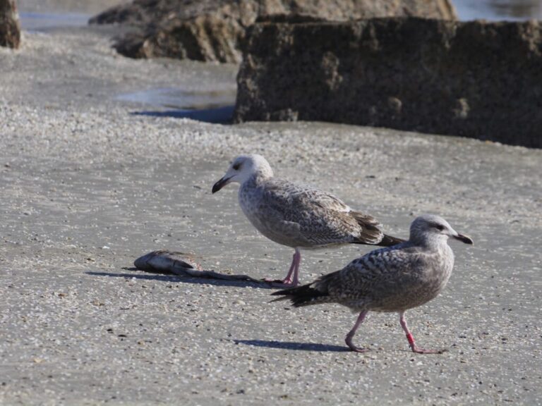 Great Black-backed Gull NO