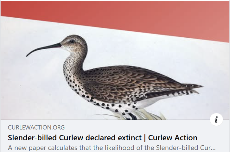 Slender-billed Curlew