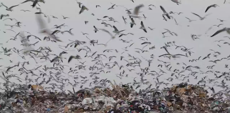 Gray Gull NO, Brownsville Dump YES