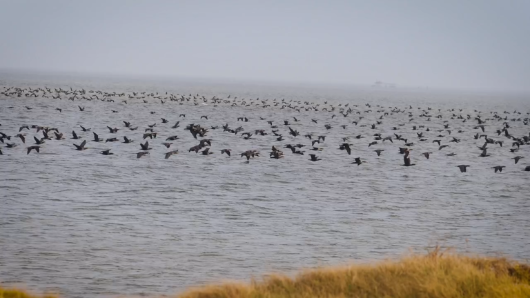 Massive Flight of Cormarants