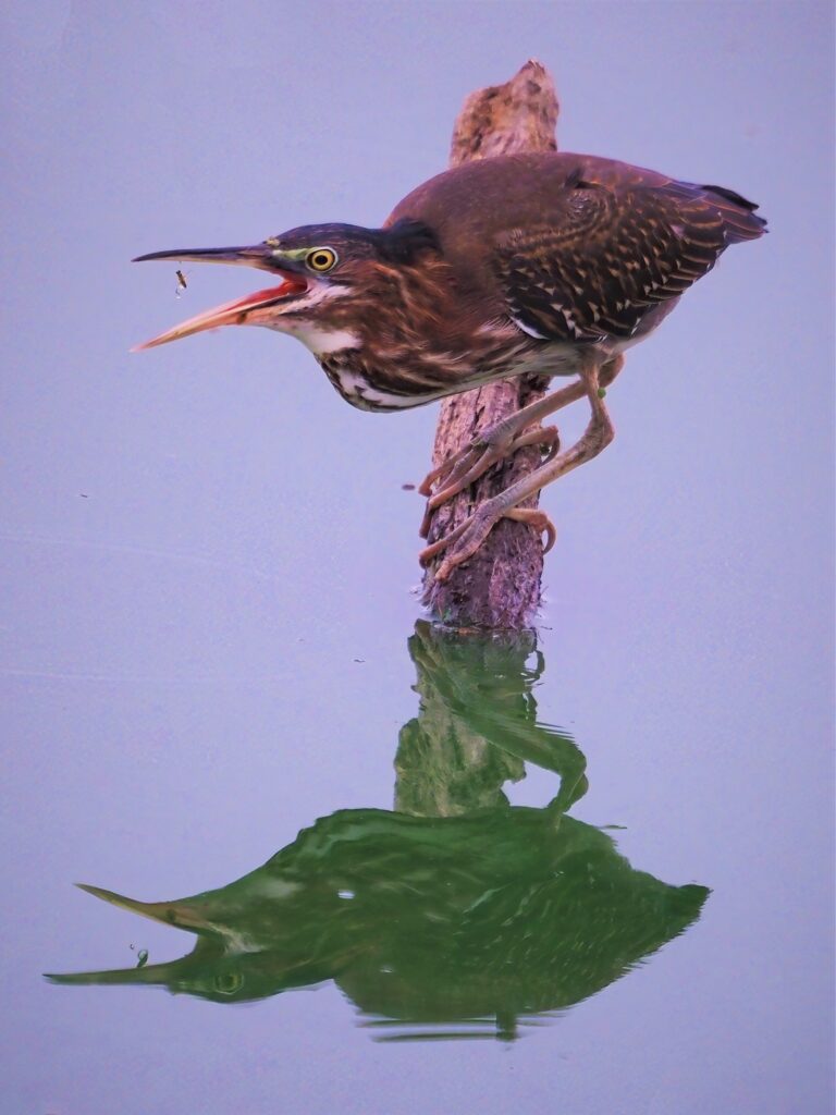 Juvenile Green Heron Hornsby