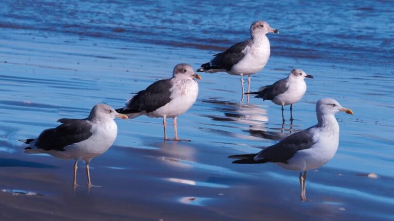 Gulls
