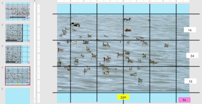 Wilson’s Phalarope Hornsby