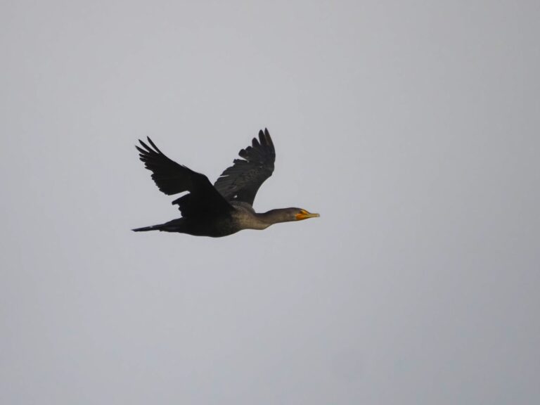 Cormys Lake Buchanan