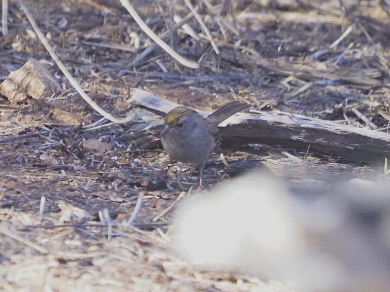 Sparrowfest & Golden-crowned Sparrow