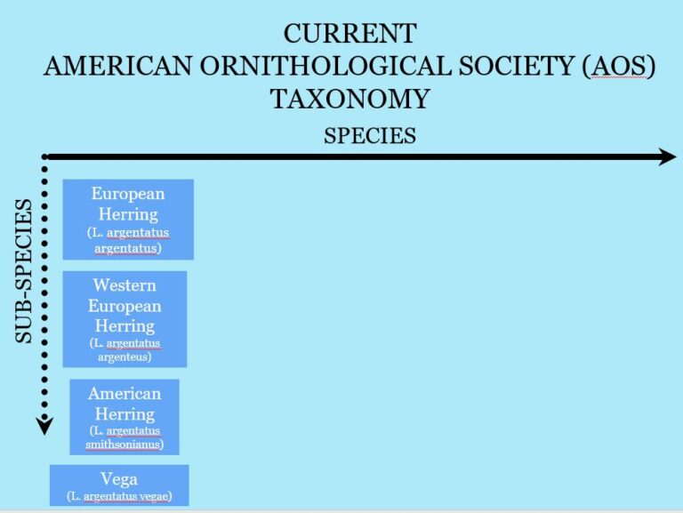 Herring Gull Taxonomy