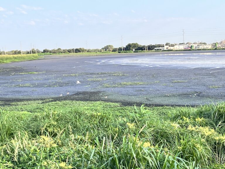 Hornsby Shorebird Habitat