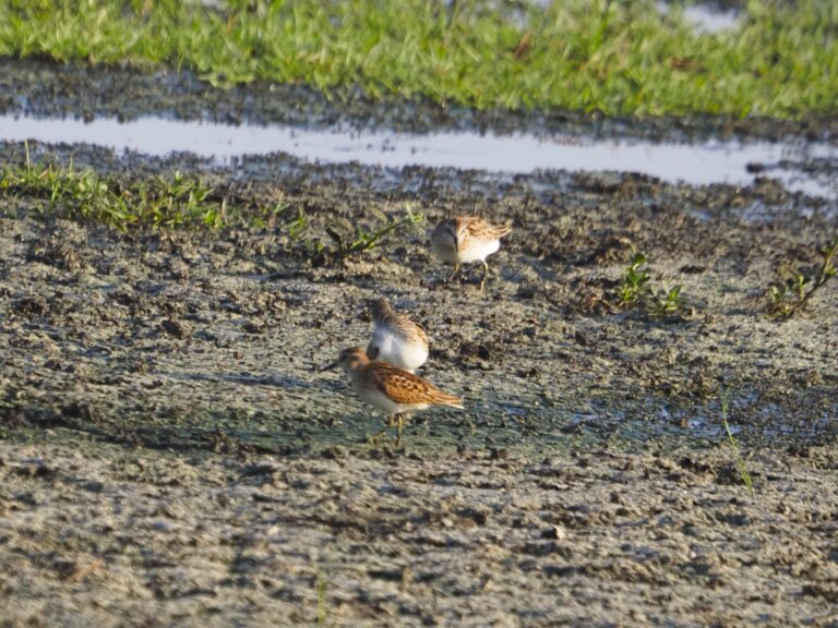 Odd Pigment Least Sandpiper