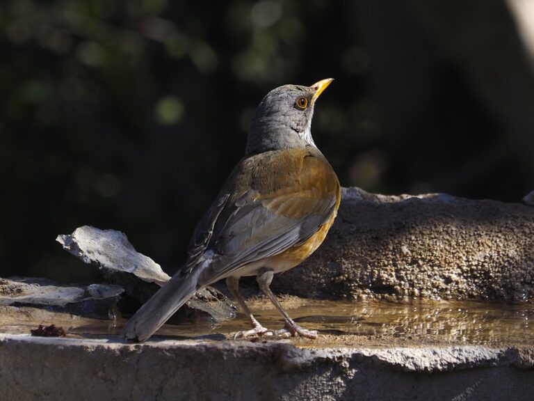 Rufous-backed Robin Junction