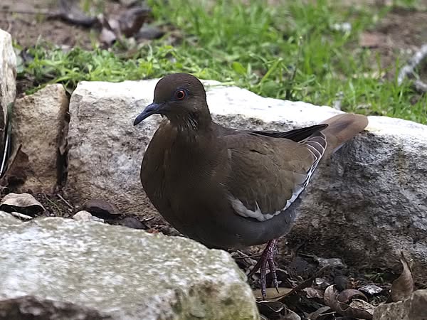 Melanistic WW Dove