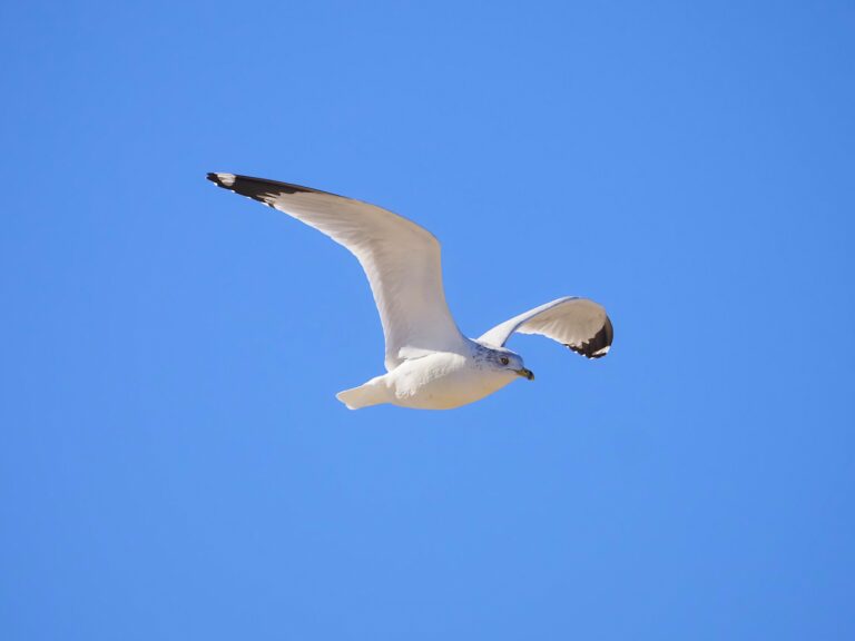 Ring-billed Gull