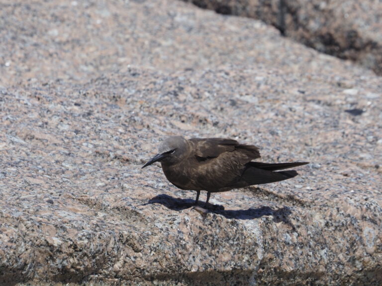 Brown Noddy