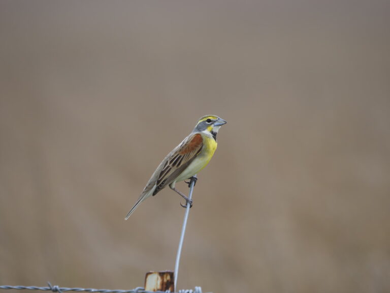 High Island 2025 (April/May) Part 1