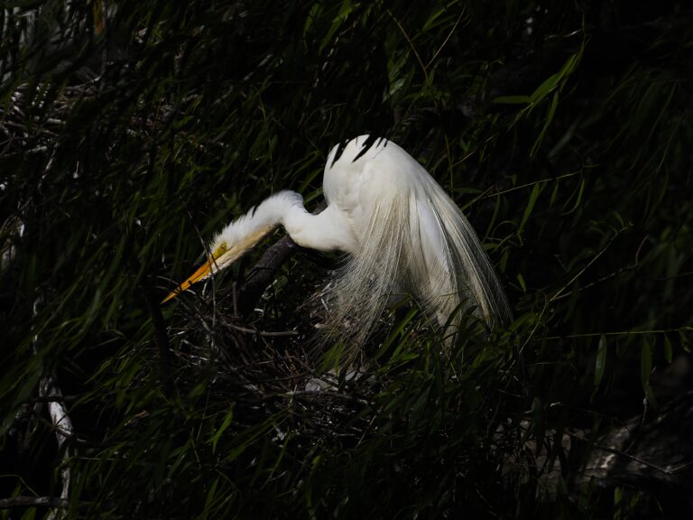 Birdathon Submissions 2025