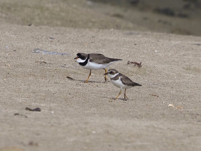 High Island 2025 (April/May) Part 2