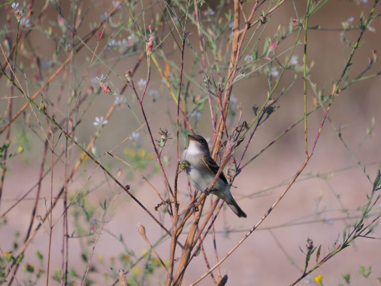 Cin-Ty Lee on Empids