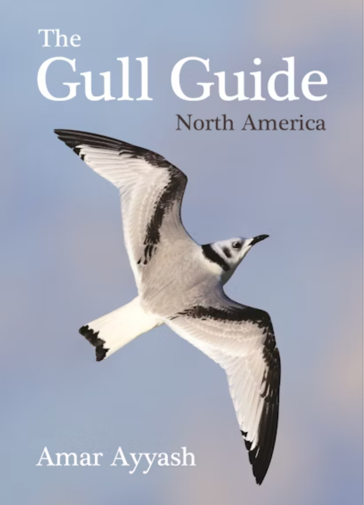 Gull Guide & Gulls Class