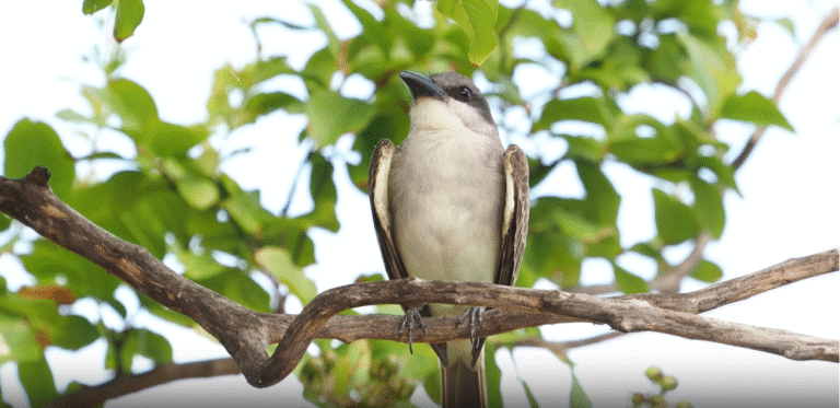 Gray Kingbird Video