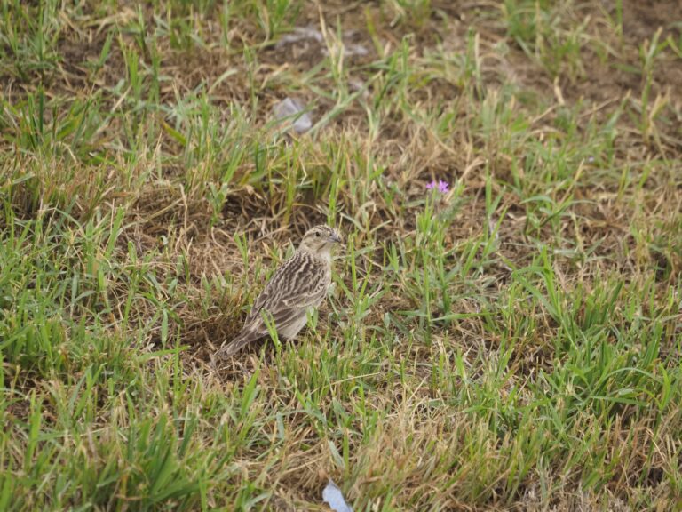 Chestnut-collared Longspur at Hornsby