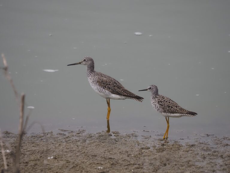 17 Shorebirds Hornsby