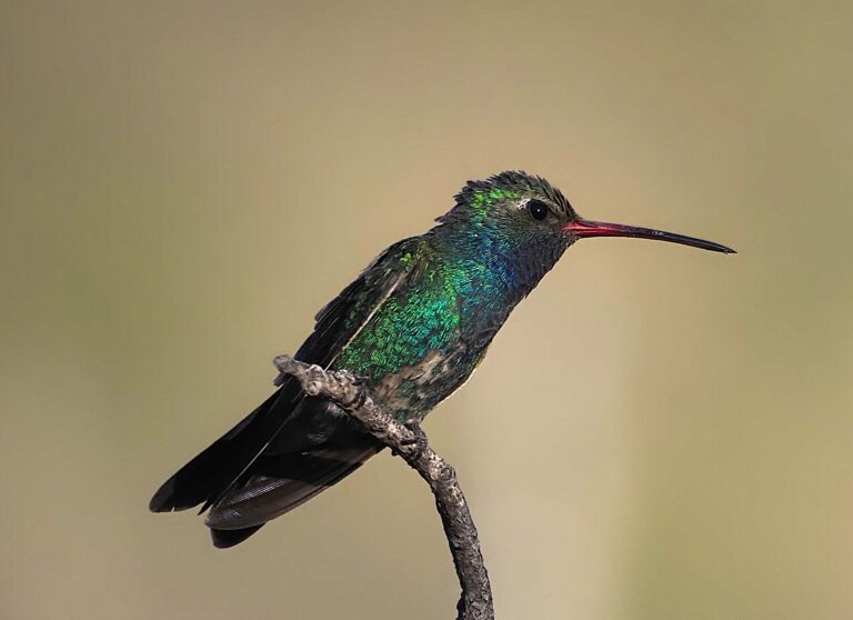 Broad-billed Hummer