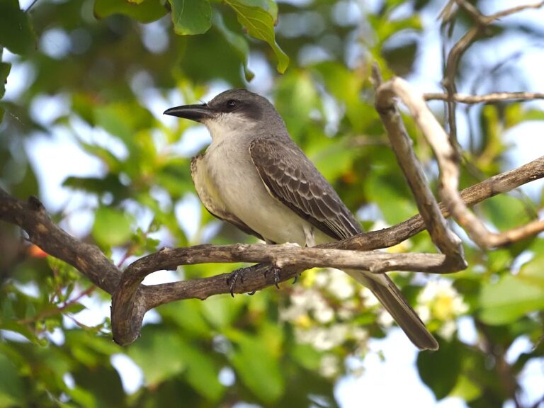 Gray Kingbird