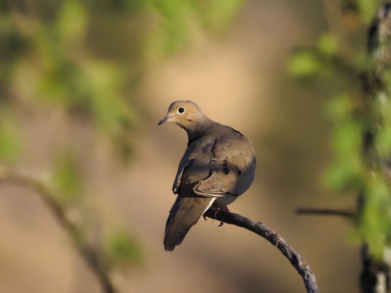 Birdathon Submissions 2024