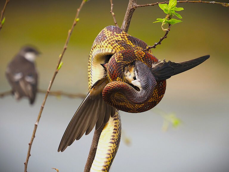 Swallow Swallow!!